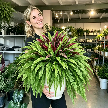 💥Last Day 70% OFF🌿- Artificial Fern & Red Dracaena – Lifelike, UV Resistant, No Watering Needed