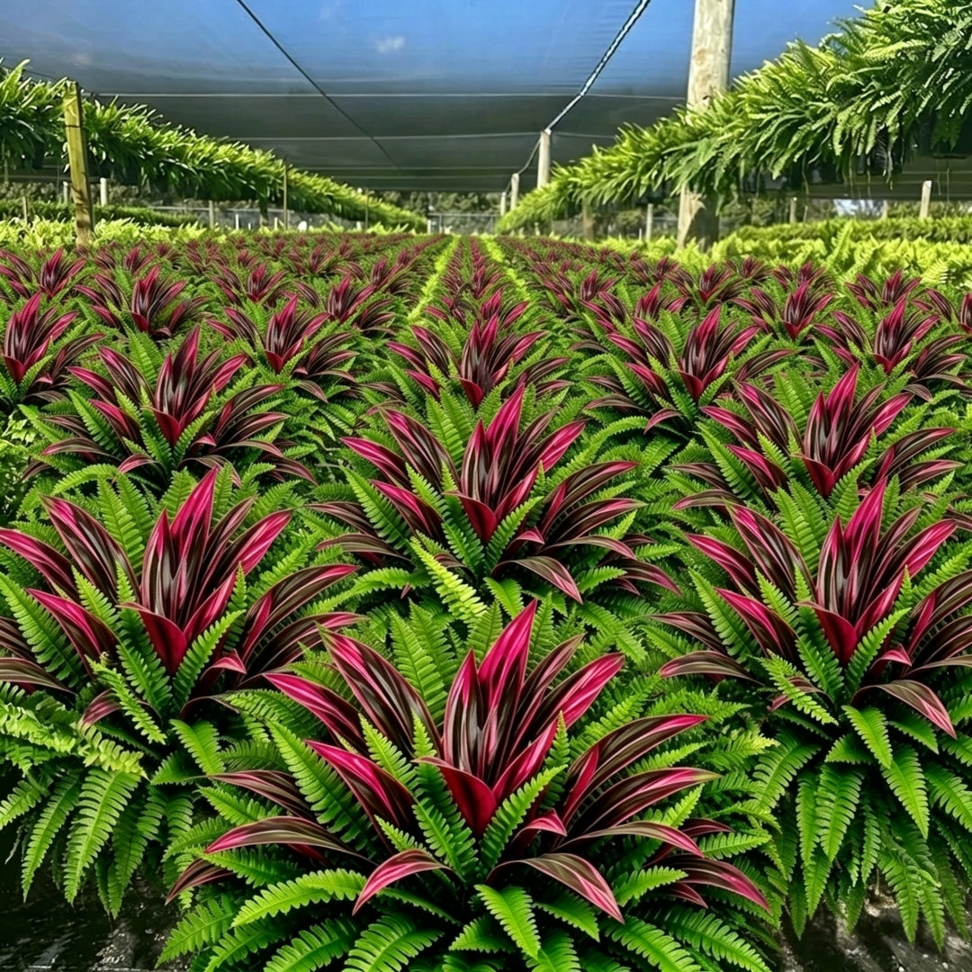 💥Last Day 70% OFF🌿- Artificial Fern & Red Dracaena – Lifelike, UV Resistant, No Watering Needed